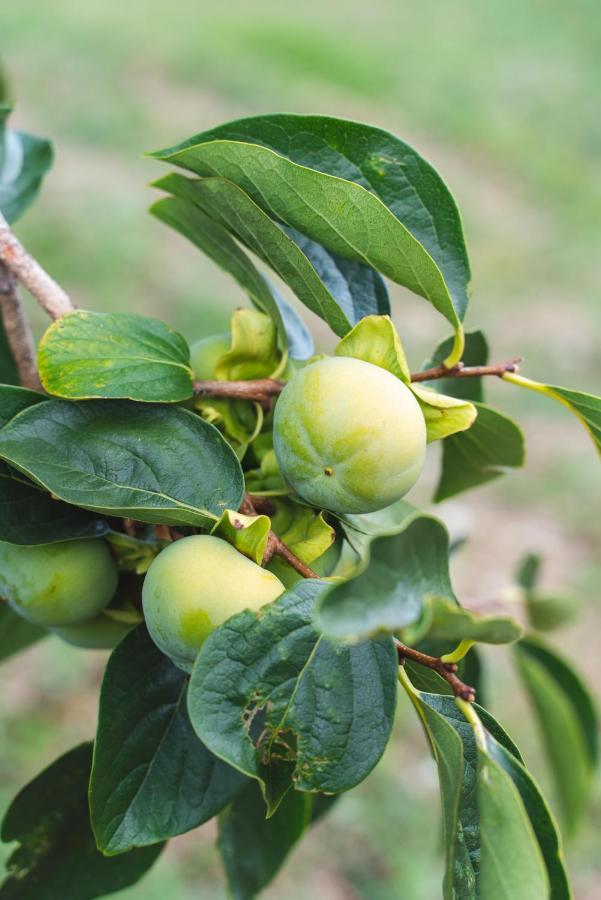 Agriturismo Le Fonti Pontassieve Eksteriør bilde